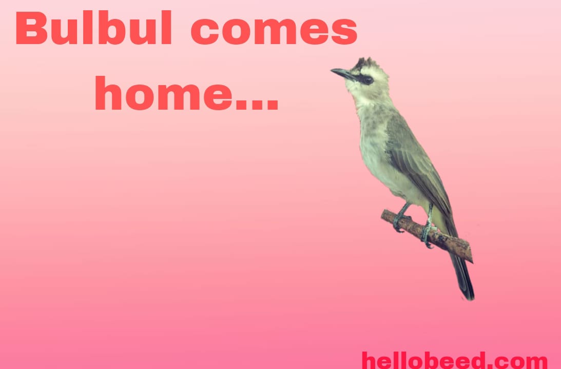 Bulbul Comes Home… in Marathi